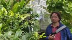 兩只蝴蝶