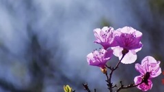 輕音樂 - 綠袖子