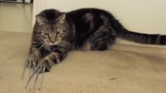 金剛狼貓Wolverine Cat