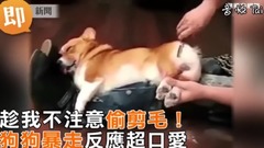 趁不注意偷剪毛 狗狗暴走反應笑翻人