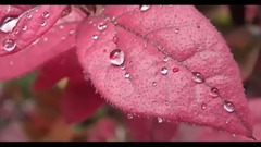 晶瑩的雨珠