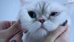 景麗<需要對話的狗貓>綜藝宣傳片 貓版
