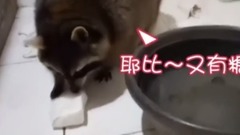 浣熊大崩潰!我的棉花糖呢?