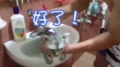 喵星人偷學人講話!