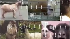 音樂圈眼中的音樂圈