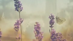 微風細雨
