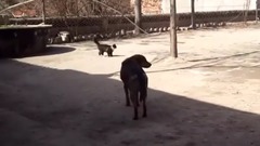 農村土狗和土貓 大打出手