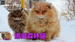 世界上最大的10種貓 Meow Meow