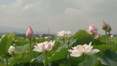 輕音樂 - 好人一生平安(竹笛)