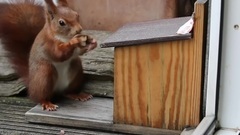 Besondere Augenblicke Mit Eichh?rnchen