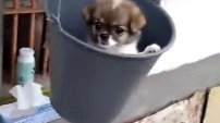 可愛萌萌汪星人01