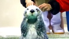 激萌的水獺