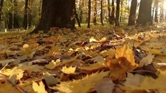 Under Trees