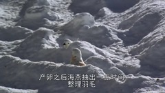 地球脈動-Planet Earth (2006) 6、冰雪世界