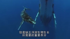 地球脈動-Planet Earth (2006) 9、淺海