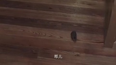 影視原聲 - 電視劇<盲約>第52集預告-英雄救美陸毅幫蔣欣抓老鼠