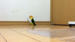 正步走的鸚鵡