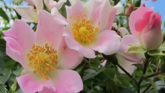 民樂群星,風景,音樂短片,輕音樂,樂動城市 - 玫瑰花園
