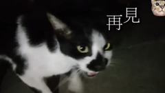 史上最會說話的貓咪