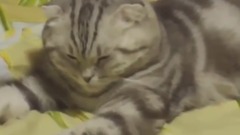 高におもしろ貓のハプニング, 失敗動畫?超かわいい