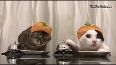 兩只饞貓