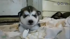 哈士奇叫聲超萌!你是狗不是貓啊!