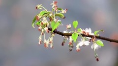 盛開的山楂花