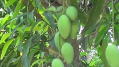 一串串的青芒果掛滿枝頭 田園風光