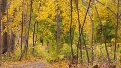 民樂群星,風景,音樂短片,輕音樂,樂動城市 - 我在那一角落患過傷風.秋天美景
