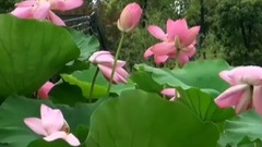 輕音樂 - 蓮語禪心(巫娜古琴)