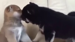兩只超兇的小柴犬打架 賣萌才是你們的目的吧!