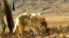 影視原聲,音樂短片 - 電影<重返·狼群>cut