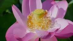 民樂群星,風景,音樂短片,輕音樂,樂動城市 - 池塘的荷花 老式古風2