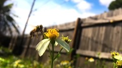 唯美田園 蜜蜂飛舞采集花粉特寫