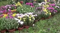 第七屆常州菊花節