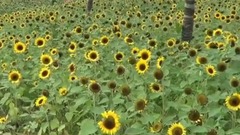 欣賞花谷奇緣