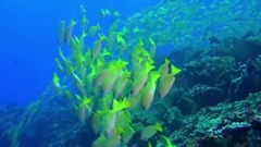 紀錄片<神奇的海洋>