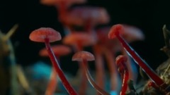 會發光的蘑菇