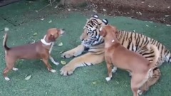 自分は貓だと思っているタイガー