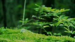桃?花???
