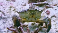 藍色星球II.Coral.Reefs E03cut
