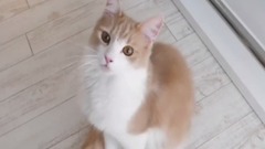馴養你的貓咪