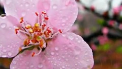 雨に濡れて(雨中淋濕)