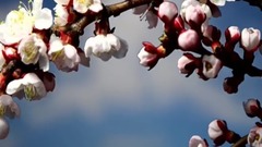 一束繁花盛枝頭.Flowering Trees