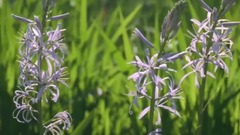 鳥語花香的夏日美景