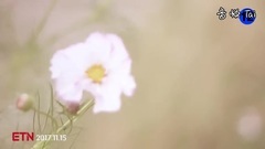 黃色