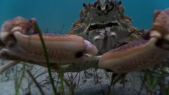 海洋中的生存斗爭 藍色星球II.E05片段