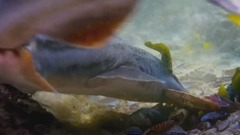 <藍色星球2.海洋森林>EP05