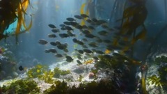 一條工作繁忙的深海魚 Blue.Planet.2017