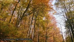民樂群星,風景,音樂短片,輕音樂,樂動城市 - 層林盡染 秋天獨有的魅力